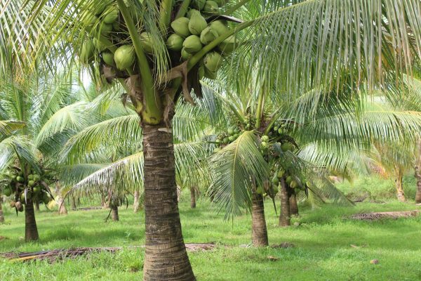 coconut tree_pexels-ralph-marcel-chan-estano-284434141-13071432
